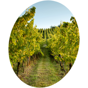 Les clés du terroir : un paysage de vignes