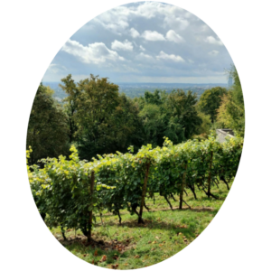 Vins de Wallonie : où en sommes-nous ? Dégustation de vins belges.