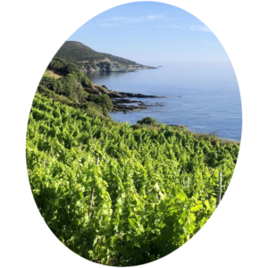 La Corse : vins insulaires de caractère - Dégustation de vins